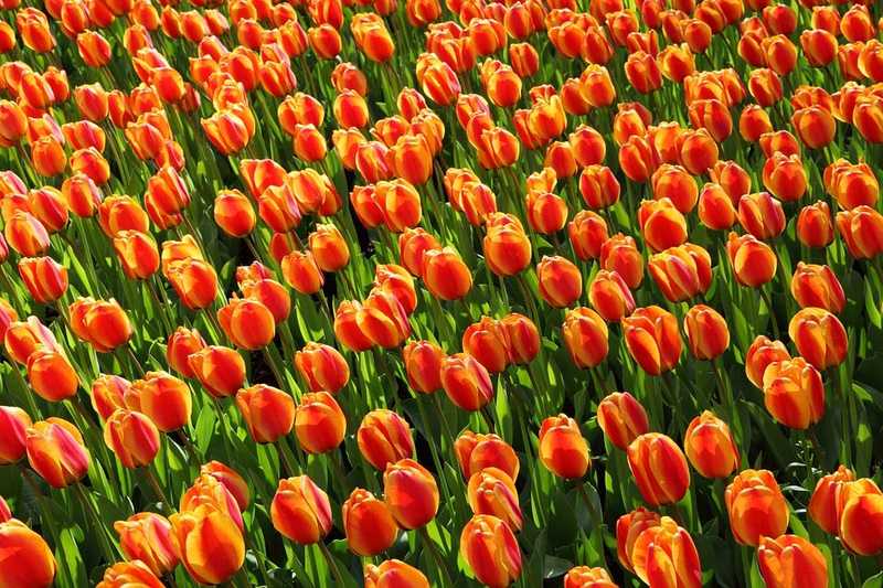 Alaposan megviselte a holland virágpiacot a koronavírus-járvány