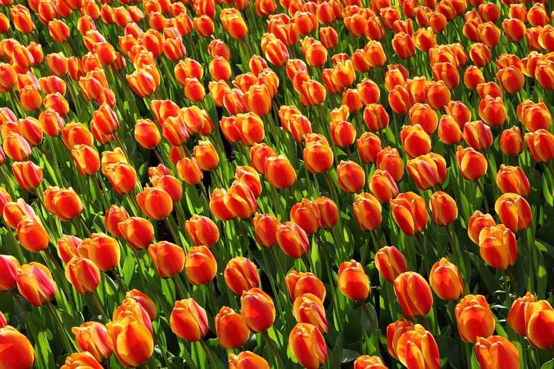 Alaposan megviselte a holland virágpiacot a koronavírus-járvány