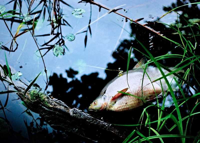 Közel száz mázsa hal pusztult el a Holt-Tiszában