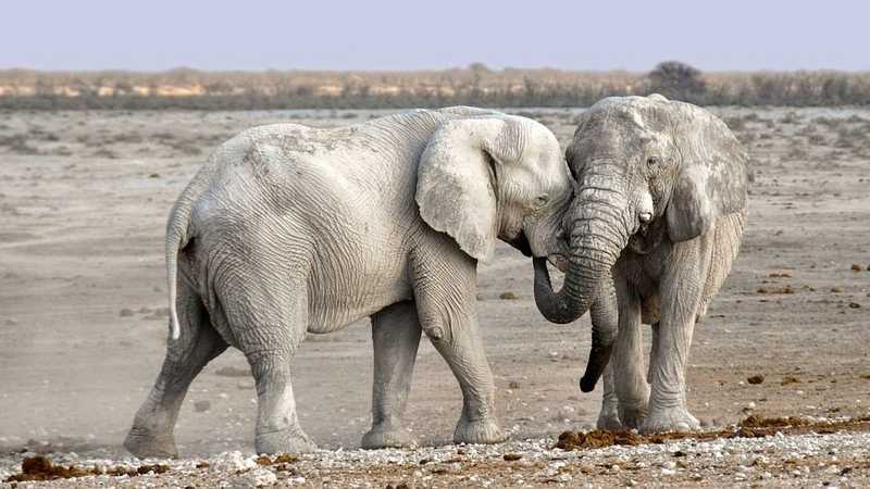 Botswana ismét engedélyezné az elefántok kilövését