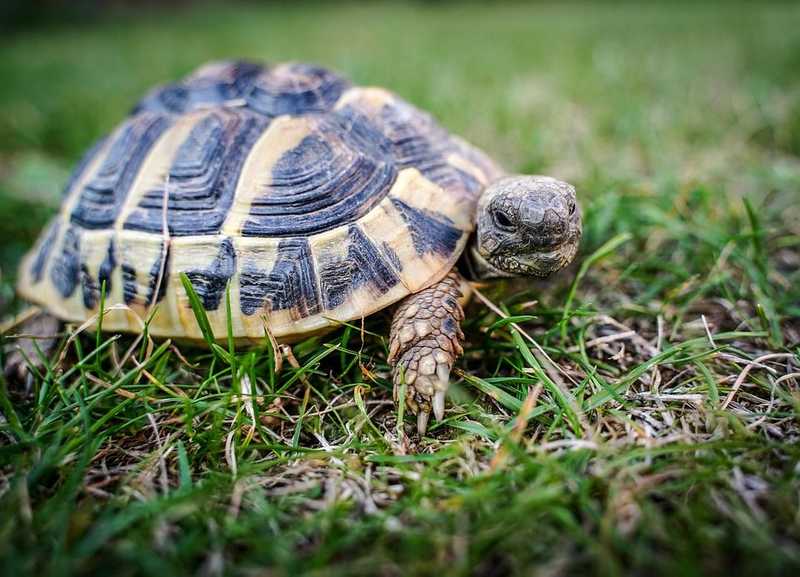 Értelmetlen és brutális módon ölt meg egy teknőst egy nő a budapesti állatkertben
