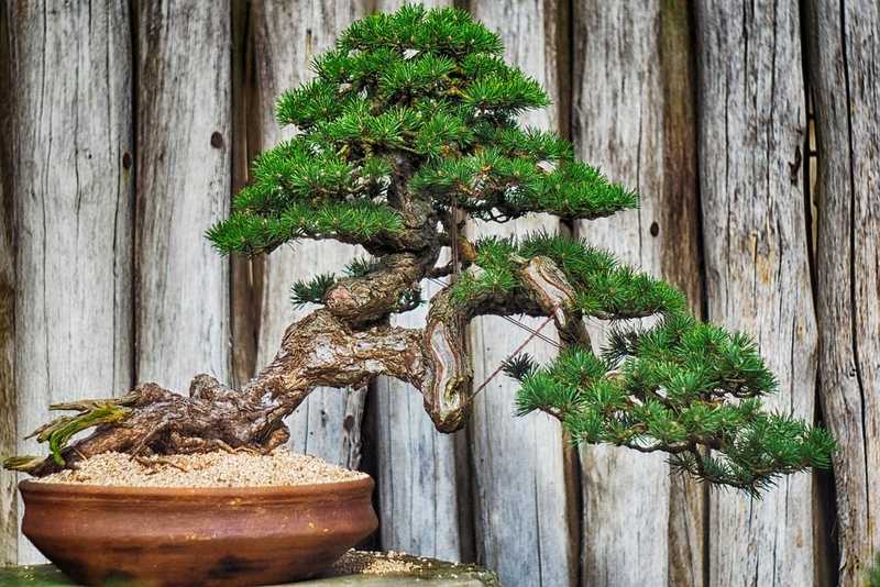 Tanácsokkal látták el 400 éves bonsai fájuk tolvajait a fa gondozói