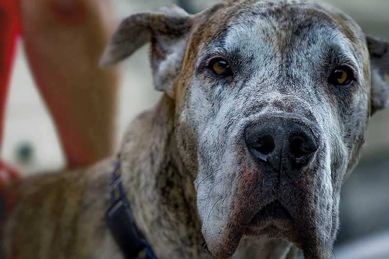 Lefagyasztott kutyatetemeket tároltak egy zalakomáromi házban