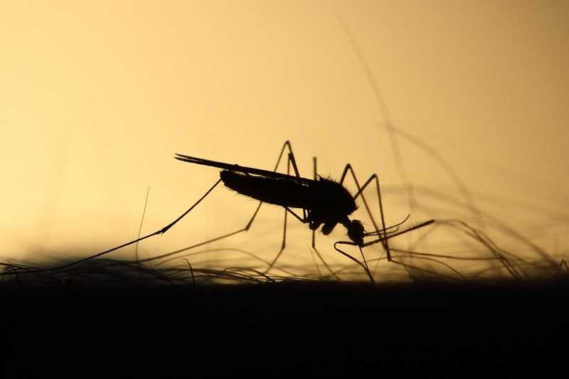 Megszűnhet a légi szúnyogirtás hazánkban is