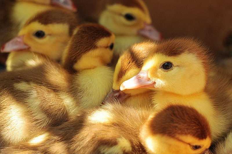 Szlovákiában is megjelent a madárinfluenza