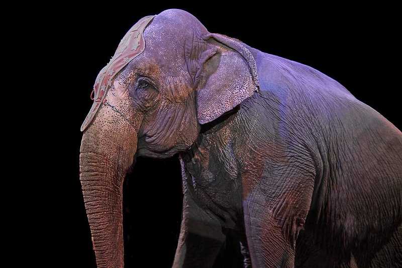 Büntetőeljárás indult a két cirkuszi elefánt sorsa miatt