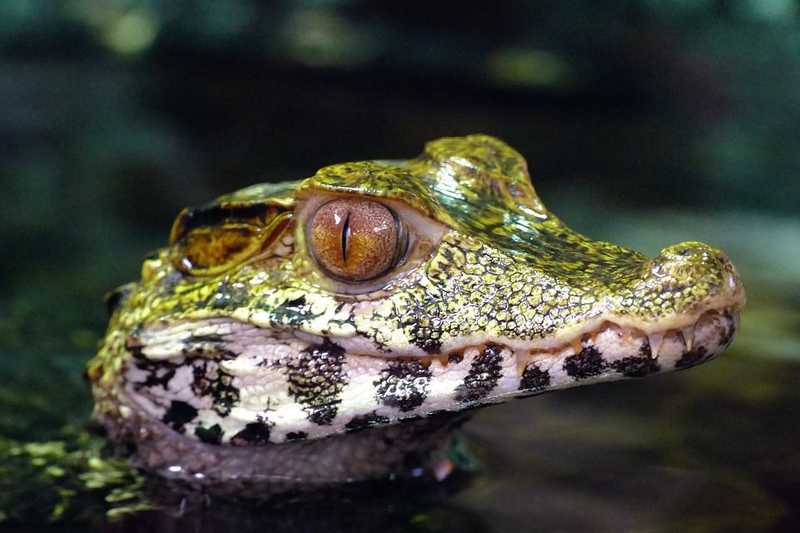 A krokodilok egyes kihalt rokonai „vegetáriánusok” voltak