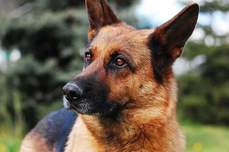 Borzalmas körülmények között tartottak több kutyát Pécs közelében