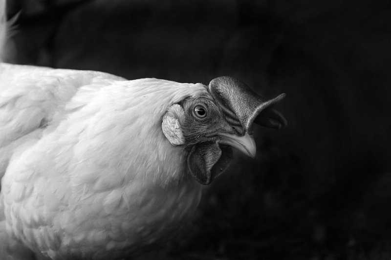 Nem forgalmaznának a jövőben ketreces tartásból származó tojást egyes kiskereskedelmi láncok