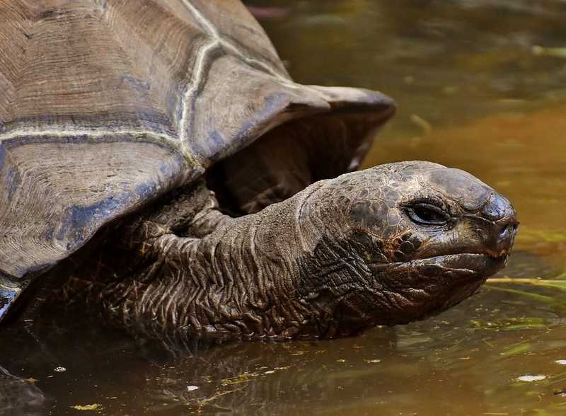 „Mogorva fejű” teknőst mentettek meg, miután tüzet okozott gazdája házában